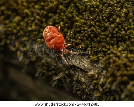 A tiny red velvet mite, Trombidiidae species, crawling on a moss covered log in the Boundary Bay salt marsh Royalty-Free Stock Photo #2446712485