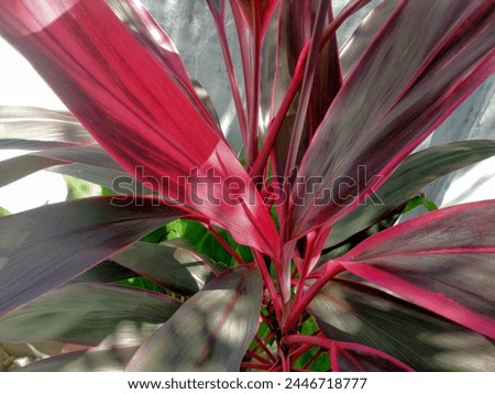 Cordyline fruticosa when seen during the day