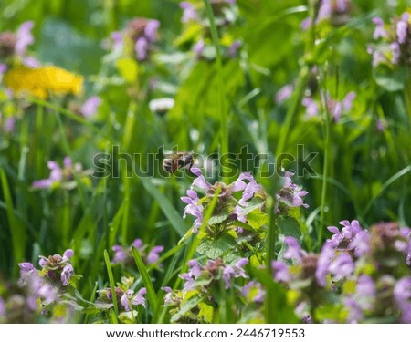 Bee fly on lamium plant collecting nectar at spring. Animal macro background 