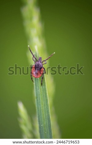 Tick, ixodida insect parasite animal sitting on grass stem. Macro background Royalty-Free Stock Photo #2446719653