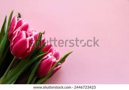 This picture shows a group of pink tulips.  They bloom on a pink background.  The tulips are in full bloom and their bright colors can be seen.  The background is a light pink color which makes the fl