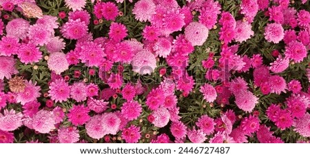 The flowers are dark pink and very beautiful. 