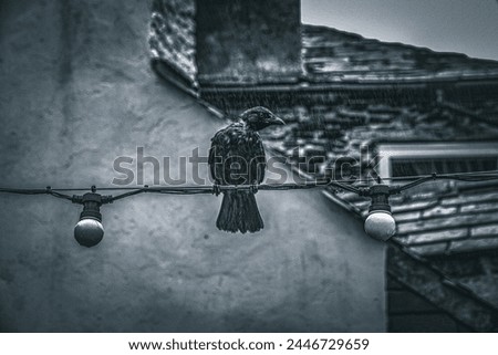 Isolated crow sitting on a wire with rainy background
