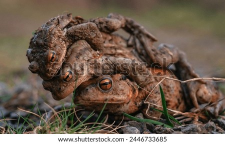 Three toads on a toad migration
