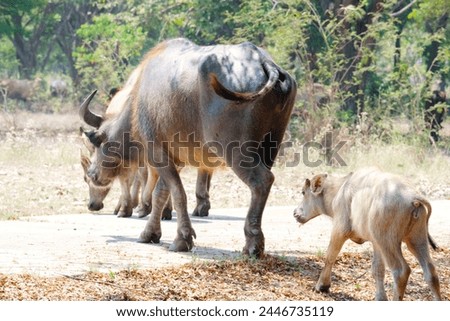 Baby buffalo and mother buffalo.