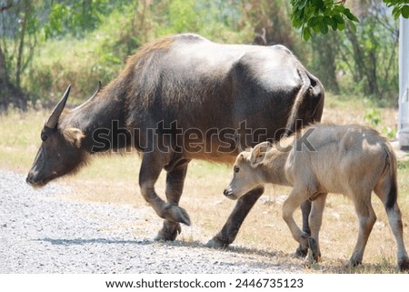 Baby buffalo and mother buffalo.
