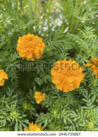 Yellow marigold flowers blooming. Good morning.