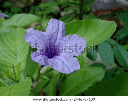 Ruellia tuberosa or mexican petunia flowers. Purple wildflowers in bloom. Selective focus.