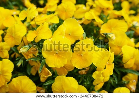 Spring landscape with yellow pansy flowers in bloom