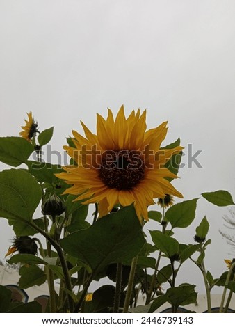 It is a flower picture having cloudy background best for all types of design, background,botany assignment nature scenery.It represents all types of sunflower photography.