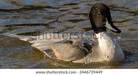 A long-tailed duck swimming calmly in a lagoon