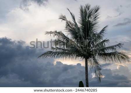 Coconut trees with a cloudy sky in the afternoon