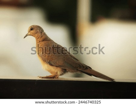 The Laughing Pigeon is a small pigeon. The head and back are reddish brown, the wings are grayish blue.