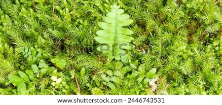 Banner for website, desktop, wallpaper, copy space for text and advertising, blank, empty, free space. Nature wallpaper. Tropical leaves texture 21:9. Top view of moss on wood