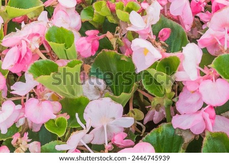 This is photo of the pink Begonia flower (Begonia semperflorens). It is close up view of blooming pink flower in garden. Its view of begonia flower bed in park. It is flower background.