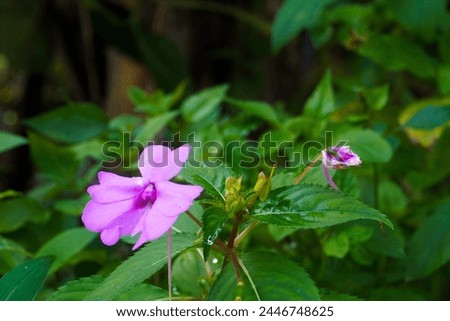 A Picture of Impatiens Flaccida Flower in the Garden 