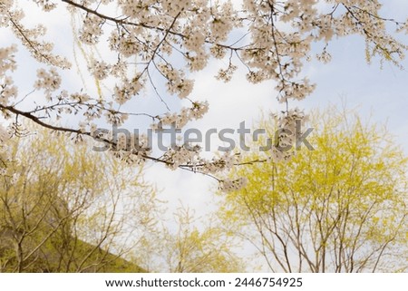 Cheonggyecheon Stream spring landscape photography
