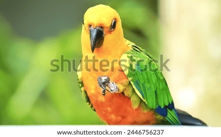 Picture of a parrot bird