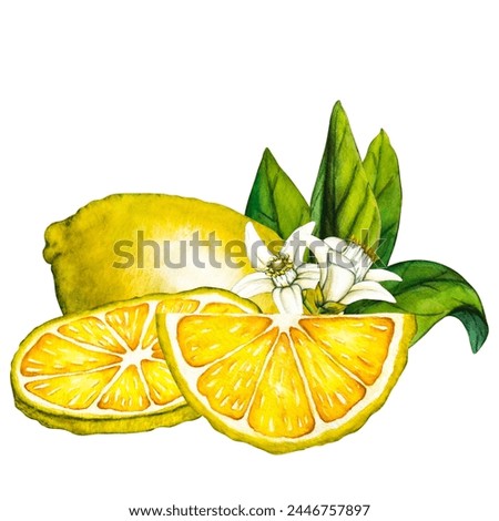 Watercolor lemon slice. Hand drawn botanical illustration of yellow half citrus fruits isolated on white background. Clipart objects for design and decoration, package, cards