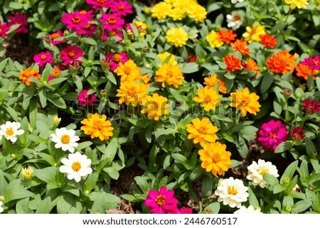 Zinnia flower in the garden Royalty-Free Stock Photo #2446760517