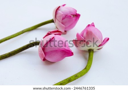 Pink lotus flowers for worshiping Buddha