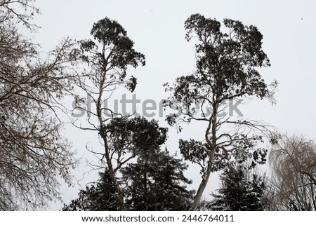 Exterior landscape photo view of the countryside of england during winter season with cold front snow snowy cold frsot frosting branches of trees and bushes