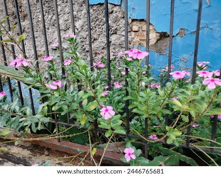 Catharanthus roseus - pink flower in tropic weather