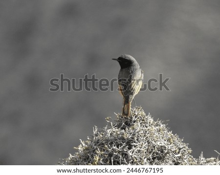 Pakistani robin birds wildlife photography villagelife birds photography partridge  picture 