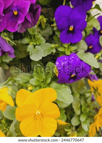 colorful pansies in close up