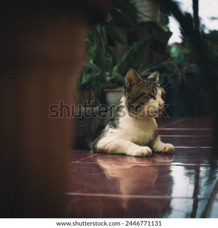 moody picture of a cat hiding behind some plant
