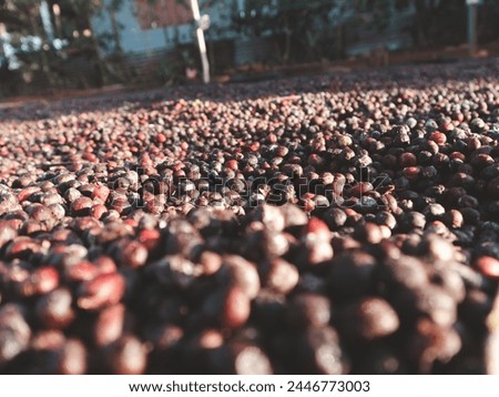 Coffee cherries dry on flat screen