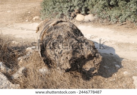 Photo of huge old tree trunk on sunny day