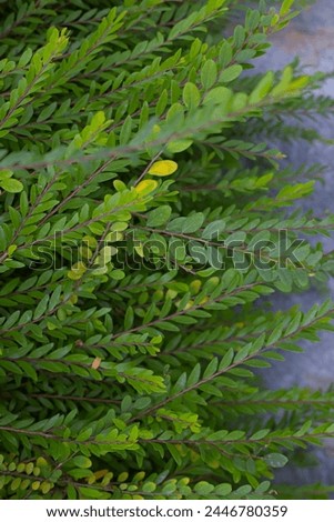 Green leaf, green leaves background, refresh background, peace in mind Royalty-Free Stock Photo #2446780359