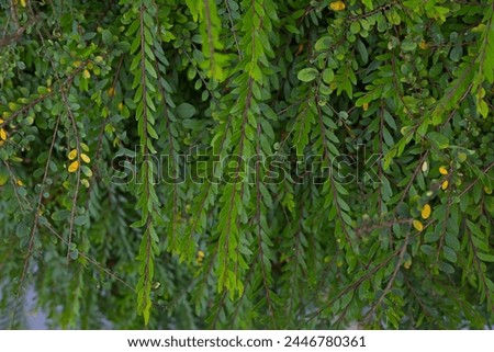 Green leaf, green leaves background, refresh background, peace in mind Royalty-Free Stock Photo #2446780361