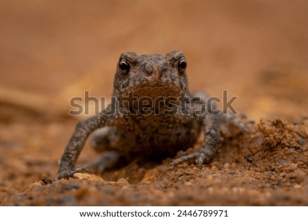 Common toad
The common toad, European toad, or in Anglophone parts of Europe, simply the toad, is a frog found throughout most of Europe, in the western part of North Asia