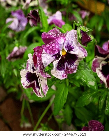 Pansies flower, Viola species, with raindrops