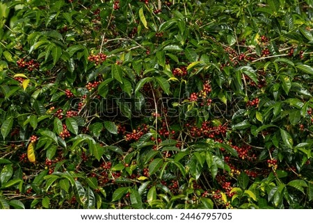 Coffee Beans, Coffee cherry beans on tree, Chiriqui, Panama, Central America - stock photo
