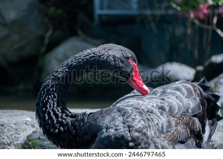 the black feathers of a Cygnus atratus swan bathing in a fish pond in the morning