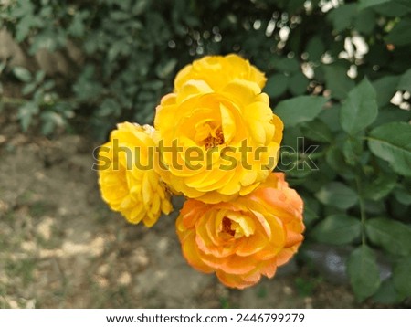 Close up view of Yellow Roses Bloom Perfectly.