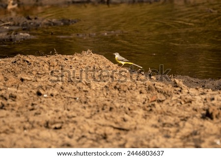 western yellow wagtail or Motacilla flava bird near water body during safari at panna national park forest tiger reserve madhya pradesh india asia Royalty-Free Stock Photo #2446803637