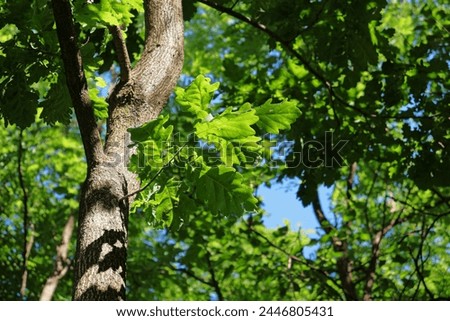 Green Oak tree foliage in spring. Outdoor nature shot with blue sky background and bright sunlight illumination. Abstract concept image of growth and natural regeneration. Royalty-Free Stock Photo #2446805431