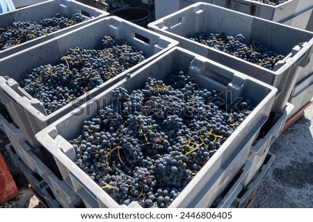 Plastic boxes with grapes, harvest works in Saint-Emilion region, Bordeaux wine making, picking with hands and crushing Merlot or Cabernet Sauvignon red wine grapes, France. Red wines of Bordeaux. Royalty-Free Stock Photo #2446806405