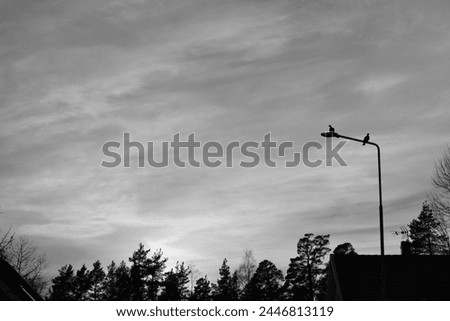 Vintage photo of birds at dawn.