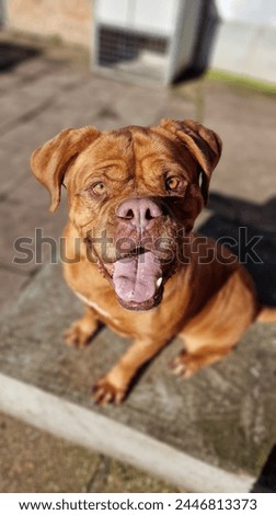 Happy and relaxed female Dogue de Bordeaux dog Royalty-Free Stock Photo #2446813373