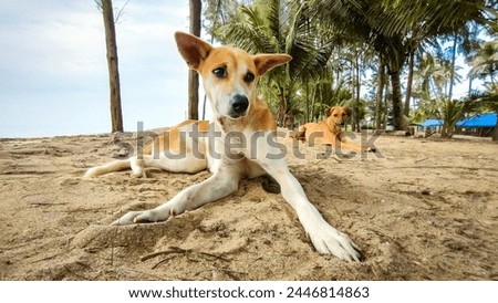 Stray dogs posing for a picture on the beach of kerala, India.