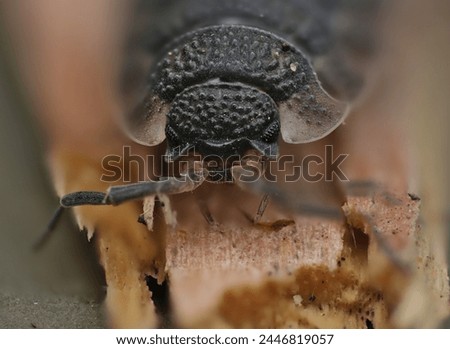 close up photo of a purple woodlouse  doodle bug,  pill bug,  roly poly bug with details. photo taken in the untied kingdom.