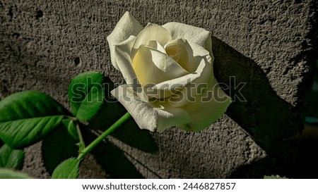 close-up view of one white rose blooming beautifully.