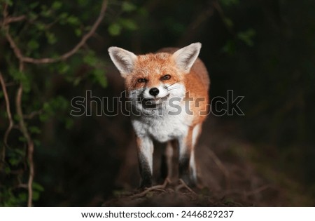 Portrait of a red fox standing on a tree in a forest at night