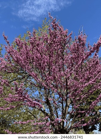 Various trees and flowers in nature in spring