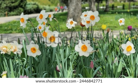 White Narcissus flowers blooming in the garden during spring. Narcissus "Bella Vista" variety Royalty-Free Stock Photo #2446842771
